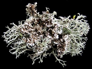 Cladonia_rangifera